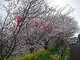 IMGP1159_th.jpg