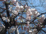 IMG_0412_th.jpg