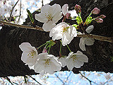 IMG_0608_th.jpg