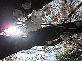 IMG_0611_th.jpg