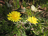 IMG_0612_th.jpg