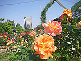 IMGP004_th.jpg