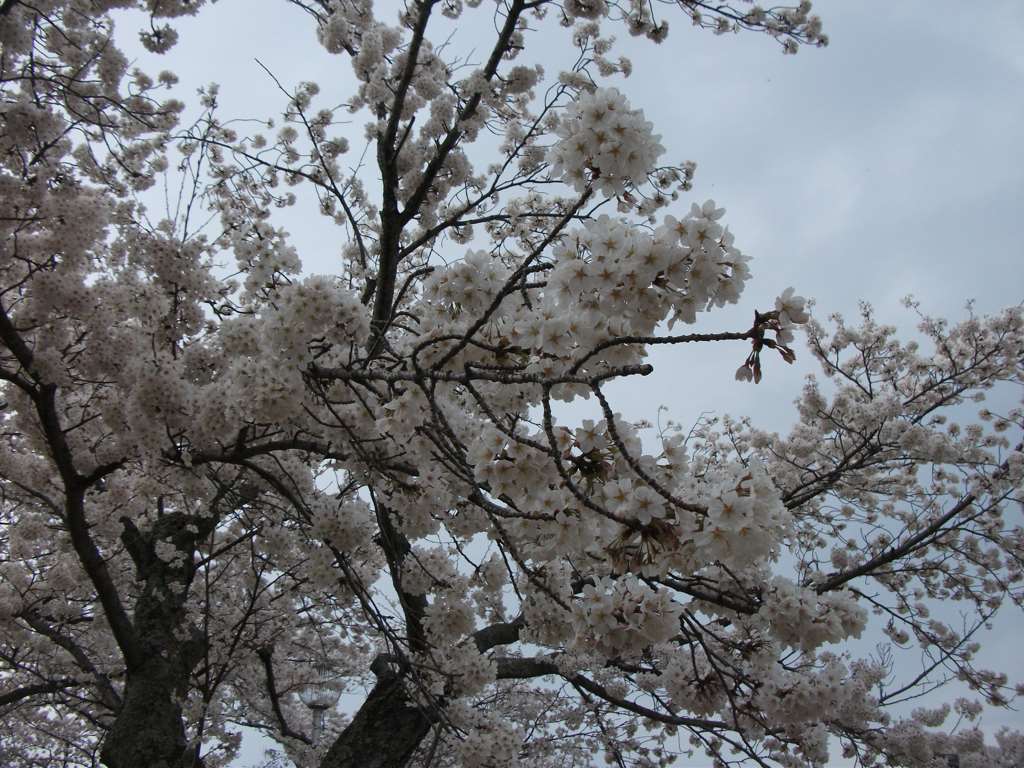 IMG010.jpg