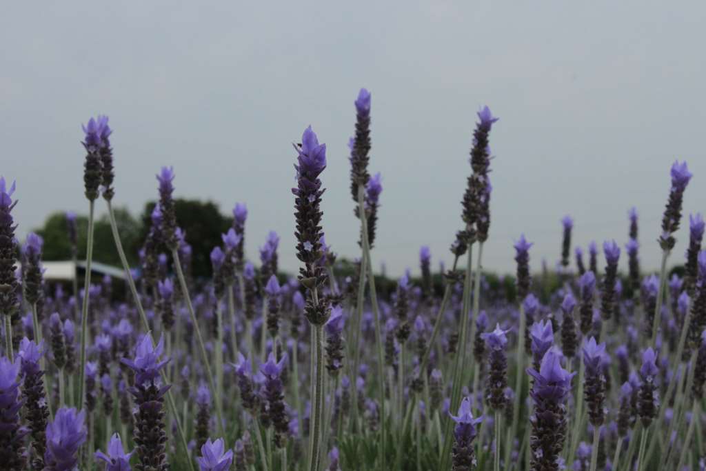 IMG008.jpg