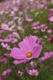 IMG004