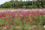 IMG029